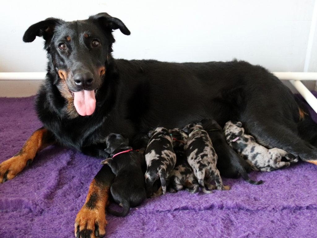 Naissance chiots tenka/saiko le 17 aout 2025