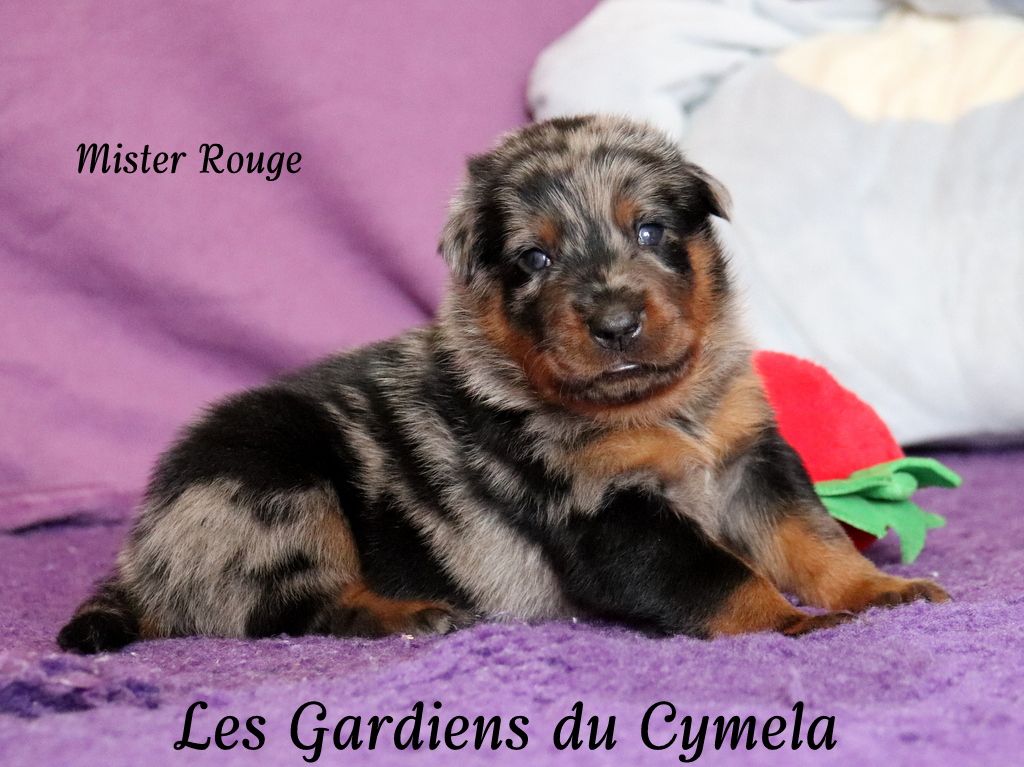 Des Gardiens Du Cymela - Chiots disponibles - Berger de Beauce