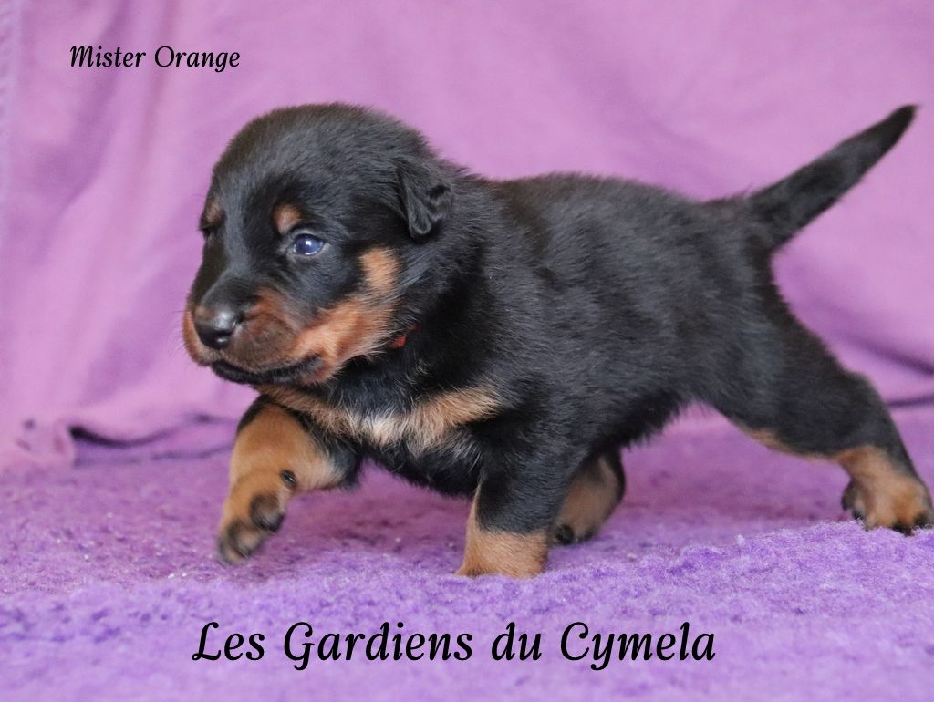 Des Gardiens Du Cymela - Chiots disponibles - Berger de Beauce