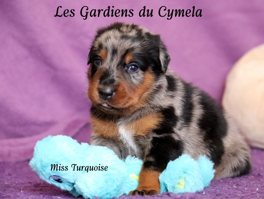 Des Gardiens Du Cymela - Chiots disponibles - Berger de Beauce