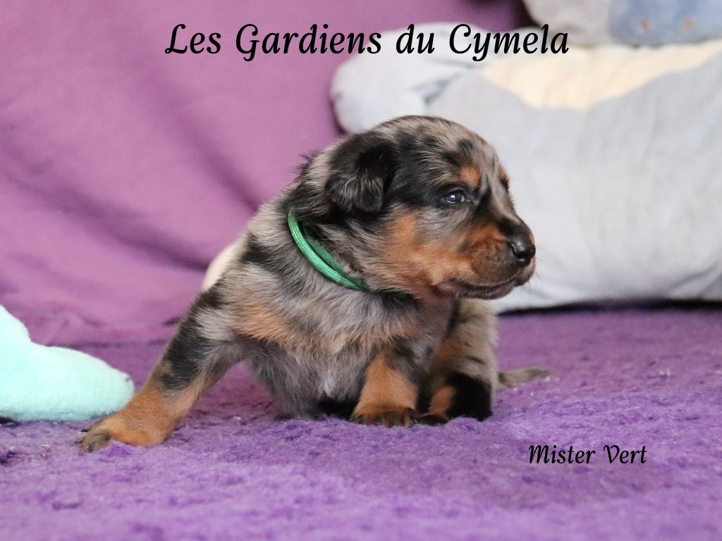 Des Gardiens Du Cymela - Chiots disponibles - Berger de Beauce